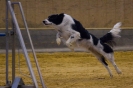 Agility-Turnier am 07./08.11.2009  _14