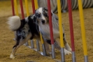 Agility-Turnier am 07./08.11.2009  _19