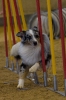 Agility-Turnier am 07./08.11.2009  _20