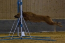 Agility-Turnier am 07./08.11.2009  _21