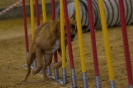 Agility-Turnier am 07./08.11.2009  _22