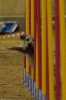 Agility-Turnier am 07./08.11.2009  _25