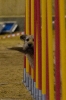 Agility-Turnier am 07./08.11.2009 