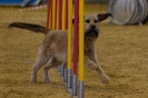 Agility-Turnier am 07./08.11.2009  _26
