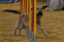 Agility-Turnier am 07./08.11.2009  _26