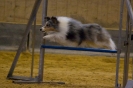 Agility-Turnier am 07./08.11.2009 