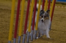 Agility-Turnier am 07./08.11.2009  _28