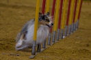 Agility-Turnier am 07./08.11.2009  _29