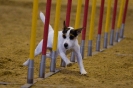 Agility-Turnier am 07./08.11.2009 