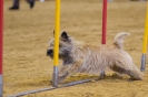 Agility-Turnier am 07./08.11.2009 