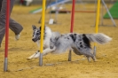 Agility-Turnier am 07./08.11.2009  _4