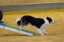 Agility-Turnier am 07./08.11.2009  _9