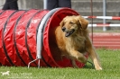 Agility-Turnier am 26./27.06.2010 
