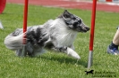 Agility-Turnier am 26./27.06.2010 _15