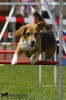 Agility-Turnier am 26./27.06.2010 _17