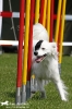 Agility-Turnier am 26./27.06.2010 _28