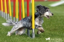 Agility-Turnier am 26./27.06.2010 _2