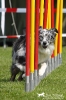 Agility-Turnier am 26./27.06.2010 _31