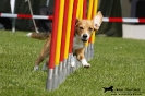 Agility-Turnier am 26./27.06.2010 _32