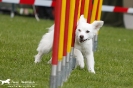 Agility-Turnier am 26./27.06.2010 _35