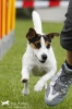 Agility-Turnier am 26./27.06.2010 _37