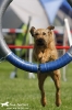 Agility-Turnier am 26./27.06.2010 _40