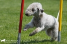 Agility-Turnier am 26./27.06.2010 _47