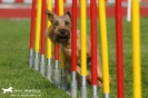 Agility-Turnier am 26./27.06.2010 _4