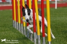 Agility-Turnier am 26./27.06.2010 _9