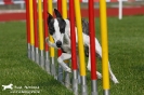 Agility-Turnier am 26./27.06.2010 _9