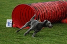  Agilityturnier am 01.07.2006 _124
