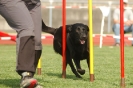  Agilityturnier am 01.07.2006 _129