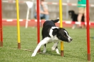  Agilityturnier am 01.07.2006 _132