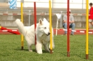  Agilityturnier am 01.07.2006 _207