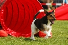  Agilityturnier am 01.07.2006 _243