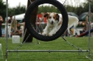  Agilityturnier am 01.07.2006 _285