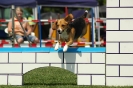  Agilityturnier am 01.07.2006 _288