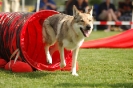  Agilityturnier am 01.07.2006 _296