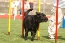  Agilityturnier am 01.07.2006 _386