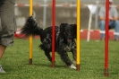  Agilityturnier am 01.07.2006 _388