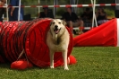  Agilityturnier am 01.07.2006 _390