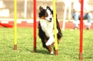  Agilityturnier am 01.07.2006 _59