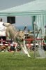  Agilityturnier am 01.07.2006 _60