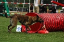 Agilityturnier am 01.07.2006 _430