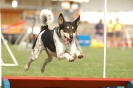 Agilityturnier am 01.07.2006 _431