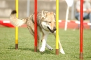 Agilityturnier am 01.07.2006 _432