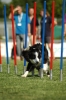 Agilityturnier am 01.07.2006 _501