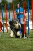 Agilityturnier am 01.07.2006 _503