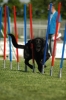 Agilityturnier am 01.07.2006 _505