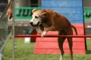 Agilityturnier am 01.07.2006 _523